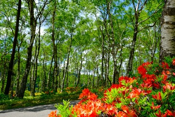 つつじが咲いてる風景