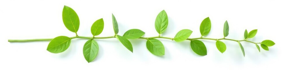 Fototapeta premium Delicate green stem with leaves isolated on white background, stem, nature, isolated