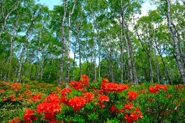つつじが咲いてる風景