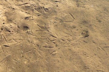 Bird foot prints tracks on a sandy underwater surface