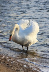 Graceful white swan stands in the waves on the shore of the lake, beautifully spreading its wings. The peaceful atmosphere of spring reflects the beauty of nature and the changing seasons. Birds