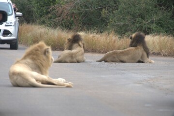 Lion in wild savanna , Animal of africa