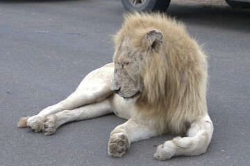 Lion in wild savanna , Animal of africa