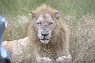 Lion in wild savanna , Animal of africa