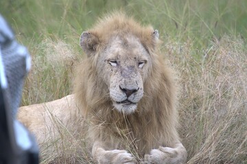 Naklejka premium Lion in wild savanna , Animal of africa