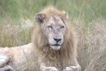 Lion in wild savanna , Animal of africa