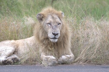 Lion in wild savanna , Animal of africa