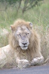 Lion in wild savanna , Animal of africa