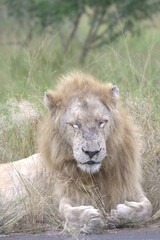 Lion in wild savanna , Animal of africa