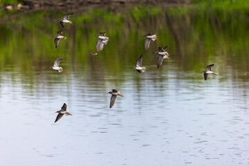 Naklejka premium Flock of wading birds in flight