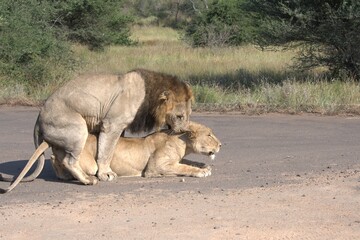 Lion in wild savanna , Animal of africa