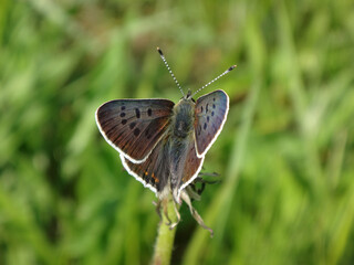 The sooty copper butterfly (Lycaena tityrus), male resting on a spent dandelion head
