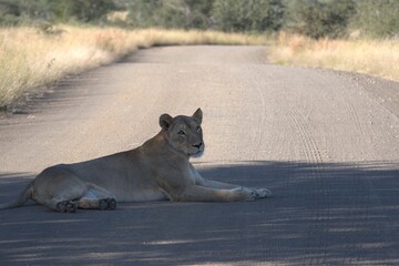 lion in savanna , Animal of africa