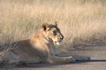 lion in savanna , Animal of africa
