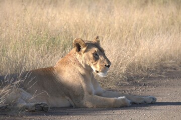 lion in savanna , Animal of africa