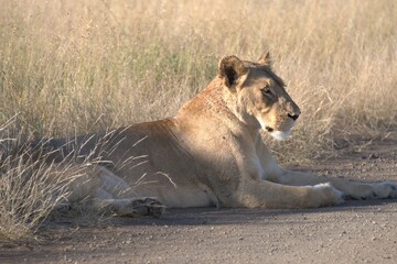 lion in savanna , Animal of africa