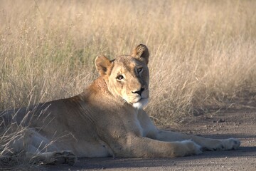 lion in savanna , Animal of africa