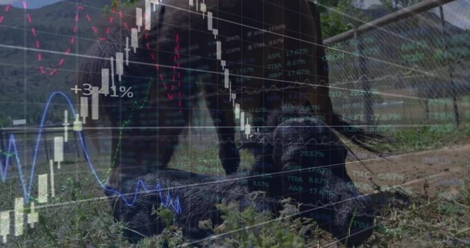 Adult goat nuzzling kid under +6