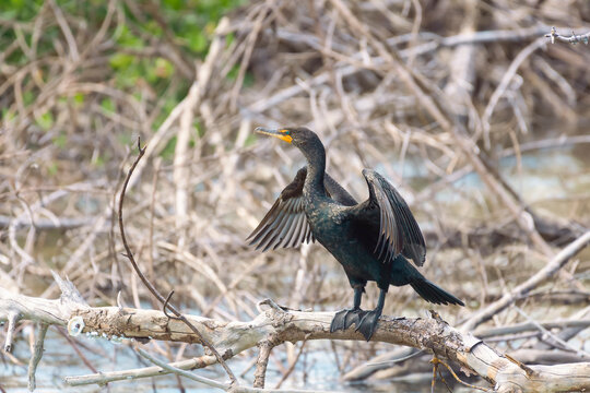 Double-crested Cormorant drying its wings in J.N. Ding Darling National Wildlife Refuge. Sanibel Island. Florida