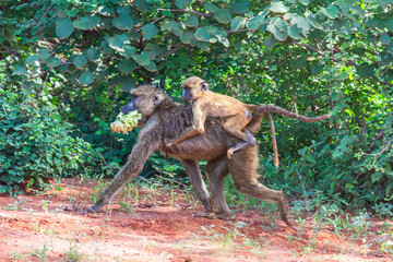 Baboon monkey in Tsavo East National Park in Kenya