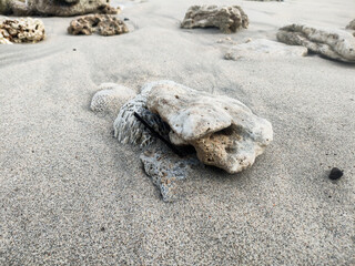 a coral that was swept away by the waves and washed up on the beach