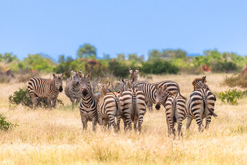 Zebra in Tsavo East National Park. Kenya.