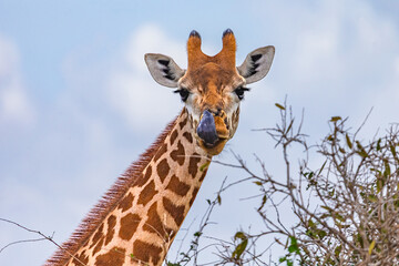 Giraffe in East Tsavo Park in Kenya.