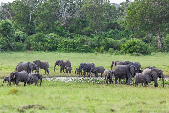 African bush elephant. Arabuko Sokoke National Park, Kenya.