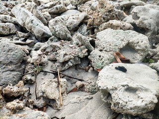 some corals that were swept away by the waves and stranded on the beach   