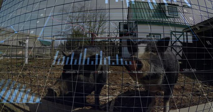 Two black and white pigs standing behind wire fence receiving data using flat design HUD overlay