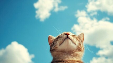 A beautiful cat gazes upward in admiration under a bright blue sky, surrounded by soft white clouds. The moment captures curiosity and tranquility.
