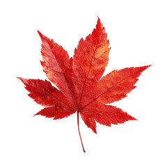 Vivid Red Maple Leaf Isolated on Green Transparent background
