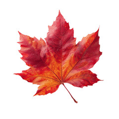 Fototapeta premium Vibrant Red and Orange Autumn Maple Leaf