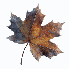 Frost-Covered Autumn Maple Leaf - Close-up of a Single Leaf with Delicate Ice Crystals