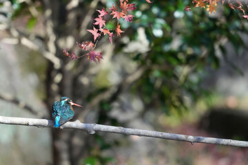 common kingfisher