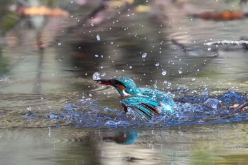 common kingfisher