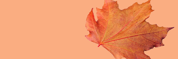Vibrant Canadian Maple Leaf in Autumn. Isolated on a Solid Orange Background.