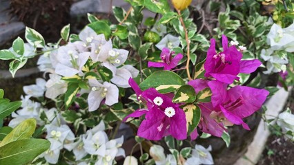 Variegated Bougainvillea Glabra with White and Pink Petals Blooming in Sunlight – Close-up of Tropical Paper Flowers Outdoors
