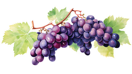 Vibrant Purple Grape Berries and Green Leaves on Clean White Background for Natural Fruit Concepts