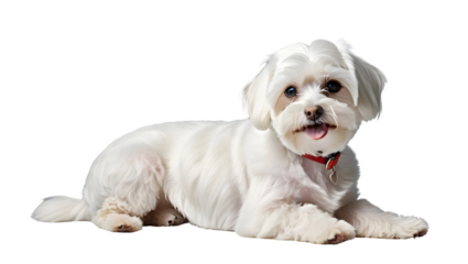 Cute Maltese Dog Lying Down with Happy Expression on Isolated Background