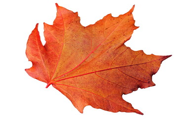 Obraz premium Vibrant Canadian Maple Leaf in Autumn. Isolated on a Clear White Background.