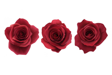 Three Blooming Roses Offer Romance And Passion Concept