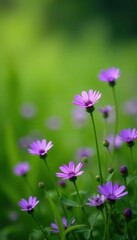 Fototapeta premium Vibrant purple wildflowers dotting green meadow, outdoor, stems, rustic