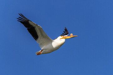 American white pelican (Pelecanus erythrorhynchos) in flight