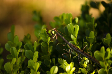 Stick insect on a bush with green leaves