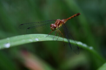 Delicate Brown Dragonfly resting on lily leaf