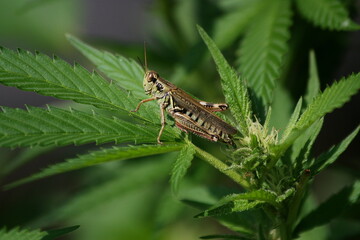 Agile Green Grasshopper resting on a weed plant