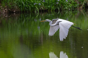 Great egret flies low over a lake.