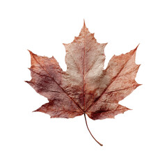Naklejka premium Single Dried Brown Maple Leaf Isolated on Green Transparent background