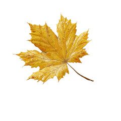 Fototapeta premium Single Dried Golden Maple Leaf on Green Screen
